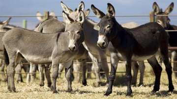 Donkey milk, Donkey dairy, Donkey milk benefits
