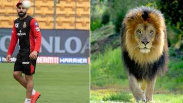 RCB ask fans to 'spot the difference' between Virat Kohli and a lion
