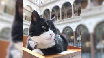 UK Foreign Office cat, Lord Palmerston, retires as mouse catcher