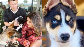 Priyanka Chopra, Nick Jonas extend their dog family: We're already in love with Panda