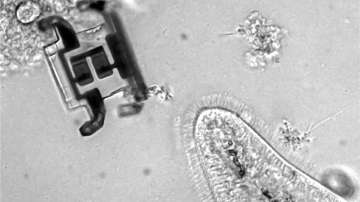 Troop of a million microscopic walking robots created to enable scientific explorations