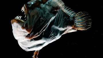 A female specimen of the deep-sea anglerfish species Melanocetus johnsonii of about 3 inches (75mm) 