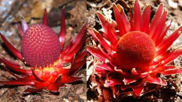 Supreme grifters of the plant kingdom send up showy flowers (Langsdorffia hypogea male, left; female