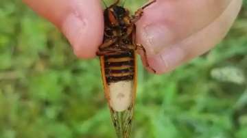 A male cicada infected by massospora, a parasitic fungus.