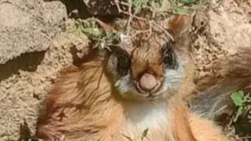 Rare squirrel spotted at Gangotri National Park in Uttarkashi