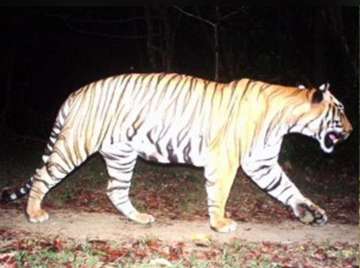 Tiger travels 300 km from Maharashtra to make new home in Karnataka