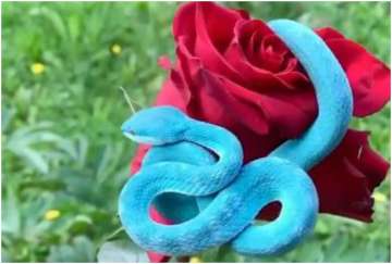 Twitter reacts to a viral video of a blue pit viper lying on a red rose 