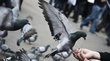 After heated debate over spitting in front of neighbour's house, Man kills pigeons to avenge insult