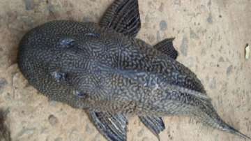 Odisha: Rare fish found in Puri's Bhargavi river