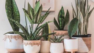 Vastu Tips: Keep this type of pots in the south-west direction to stay healthy always