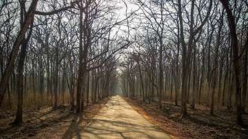 Vastu Tips: Cutting dry trees at wrong time can turn inauspicious. Know the right time