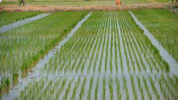 Rice, Haryana, Punjab