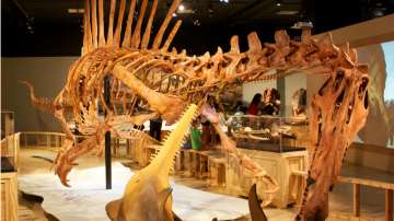 Spinosaurus had aquatic tendencies, confirms new study