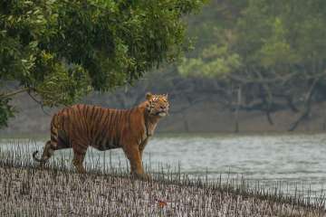 Bengal forests