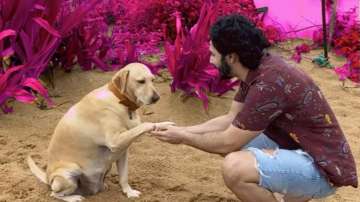 Varun Dhawan's adorable boomerang video with his furry friend will make your day