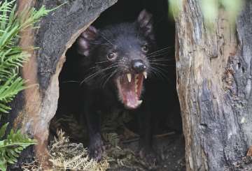 Tasmanian devils in australia