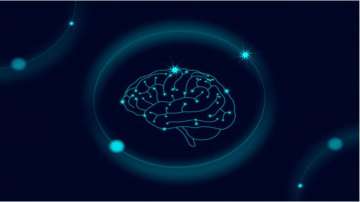 Regions of brain where serotonin promotes patience identified