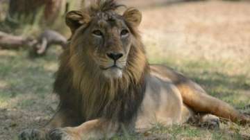 delhi zoo lioness akhila, akhila delhi zoo lioness, delhi zoo, akhila lioness, delhi zoo lioness par