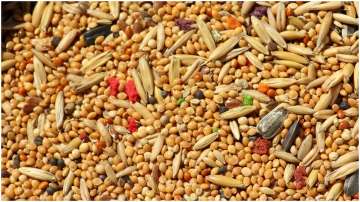 Coarse grains, millets must for balanced diet