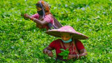 Rare Assam tea sells for ₹ 75,000 per kg at auction