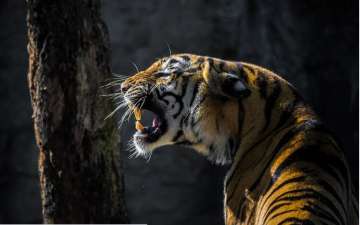 No beef for tigers, feed them sambar meat instead: Assam BJP leader 