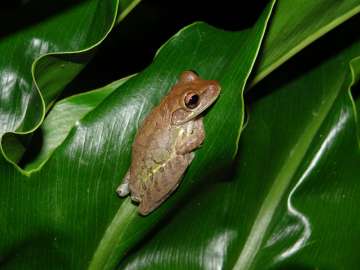 New genus of treefrog discovered in Andaman Islands, northeast India