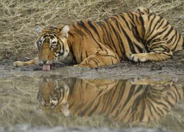 MP loses 26 tigers in 2020; govt says birth rate more than deaths