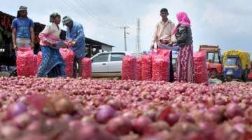 onion supply