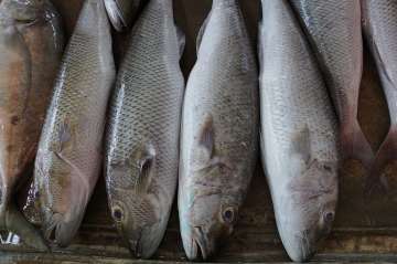 China says COVID-19 detected on more fish exports from India amid growing criticism