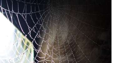 Vastu Tips: Remove spider webs from the house to avoid discord in the family