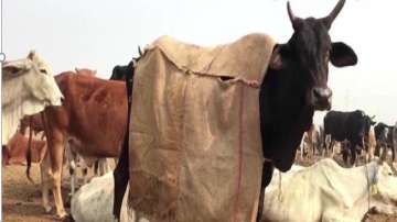 UP: Cows to get special coats to save them from the winter chill
