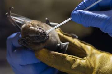 A researcher for Brazil's state-run Fiocruz Institute takes an oral swab sample from a bat captured in the Atlantic Forest, at Pedra Branca state park, near Rio de Janeiro, Tuesday, Nov. 17, 2020. Teams of researchers around the globe are racing to study the places and species from which the next pandemic may emerge. It's no coincidence that many scientists are focusing attention on the world's only flying mammals — bats. 
