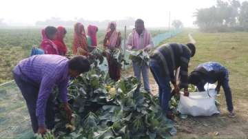 A farmer from Bihar's Samastipur district, who was getting ? 1/kg for cauliflower in the local marke