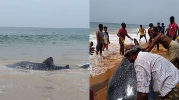  Kerala, fishermen, whale shark 