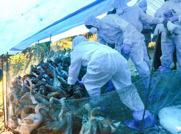 Bird flu in Kerala,bird flu in india, bird flu in 2021, bird flu news, bird flu news in india, bird 