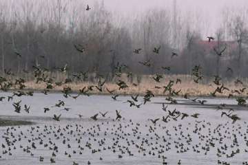 Bird Flu Scare: 35 crows found dead in Delhi, samples collected for testing