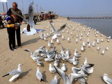 Government confirms bird flu cases in Rajasthan, MP, Himachal Pradesh, Kerala