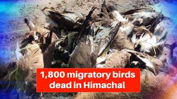 migratory birds dead 