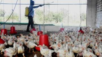 Bird flu outbreak: Civic officials to monitor meat shops in Delhi; NDMC to start helpline