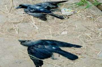 Bird Flu Scare: 4 crows found dead in Chhattisgarh village; samples sent for test