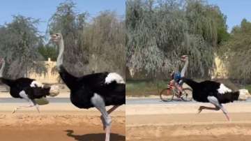 Dubai Crown Prince ‘races’ with ostriches. Video goes viral