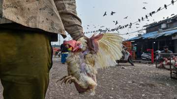 A man carries chicken at Ghazipur Murga Mandi, in New Delhi.