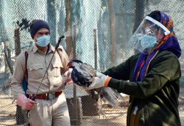 Bird Flu: Over 200 migratory birds found dead in Himachal Pradesh