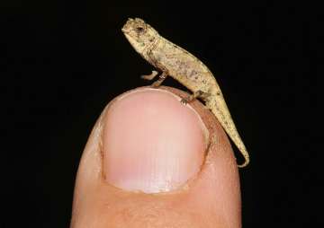 Picture taken in 2012 in Munich, Germany shows a newly discovered species of chameleon which is a contender for the title of world's smallest reptile. Scientists from Madagascar and Germany called it Brookesia nana, said the male appeared is just 13.5 millimeters big. (AP Photo/Frank Glaw)
 