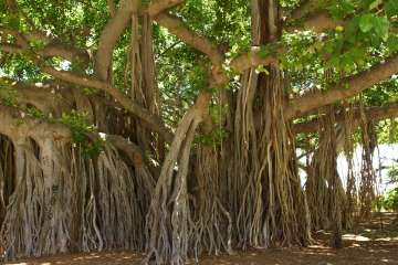 300-yr-old Banyan tree in Chandni Chowk awaits saviours