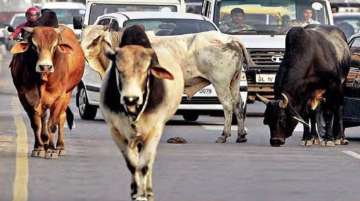 agra stray cattle menace