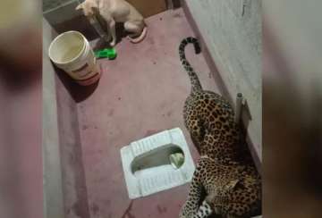 Stray dog locked up in toilet with a leopard. What happened next