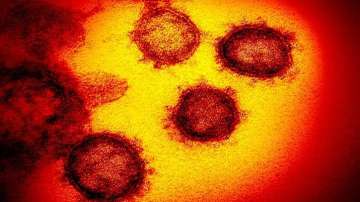 Scientists decode how coronavirus mutates, escapes antibodies