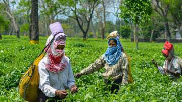 BJP govt hikes daily wages of tea garden workers in Assam ahead of assembly polls
