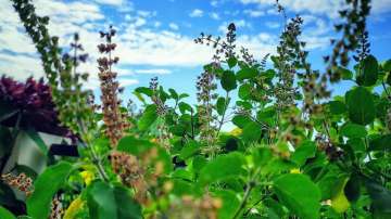 Vastu Tips: Know why is it auspicious to keep Tulsi plant at home